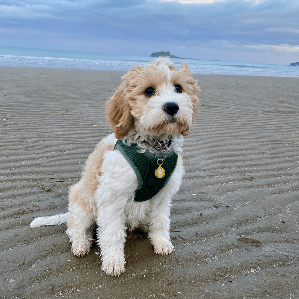 Smart Pet Tag vs AirTag vs GPS Tracker: Which Is Best?