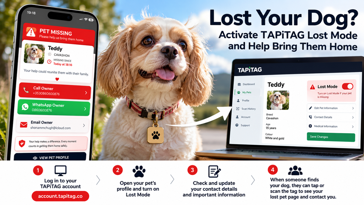 Lost Your Dog? How to Activate TAPiTAG Lost Mode and Help Bring Them Home