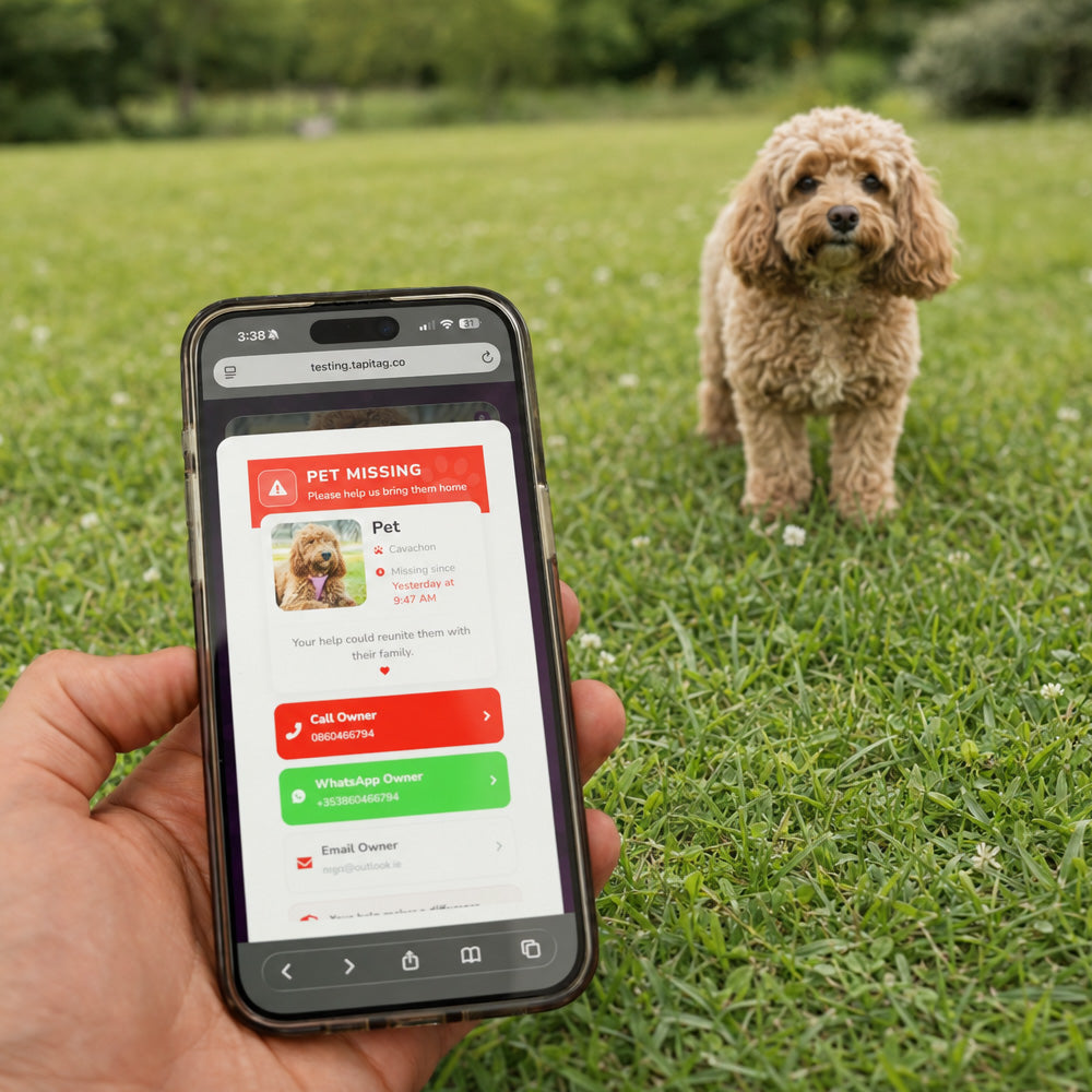 What to Do If Your Dog Goes Missing: 12 Essential Steps