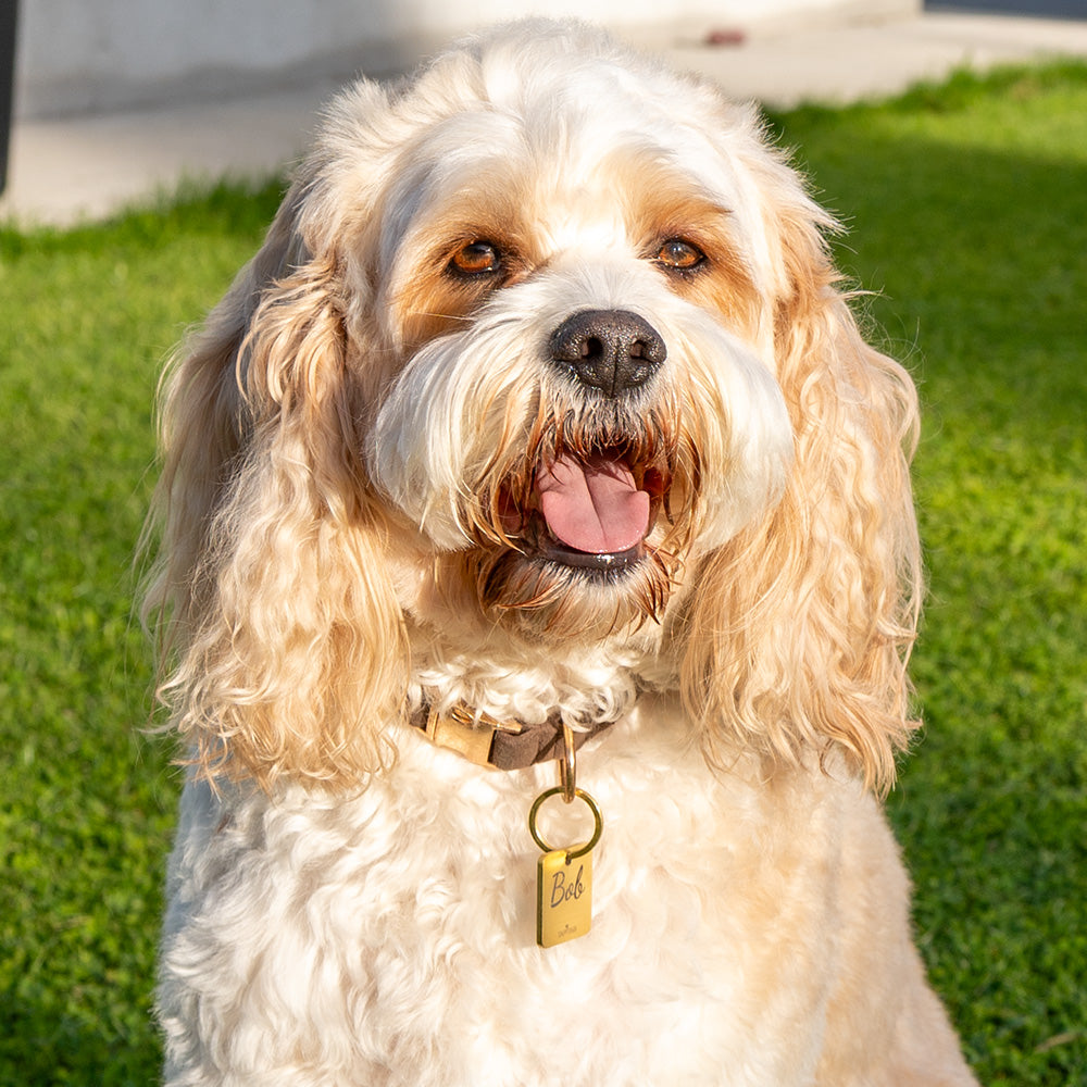 Smart pet tag setup checklist beside a phone displaying a digital pet profile