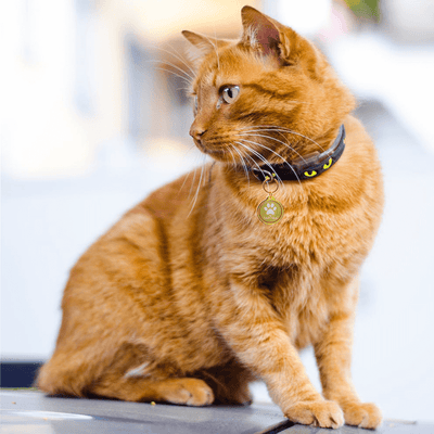 Ginger cat with gold metal TAPiTAG pet tag 