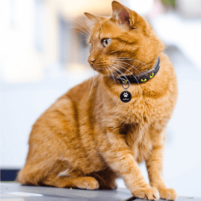TAPiTAG black metal pet tag on a ginger cat 